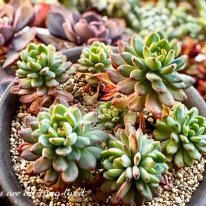 ブルーエルフ,多肉植物,多肉大好き,セデベリア属,ダイソー産の画像