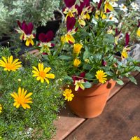 ジニア,百日草,ビオラ,ダールベルグ・デージー,冬の花の画像