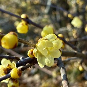 ソシンロウバイ,岐阜県,多肉男子,フラワーパーク江南,岐阜の画像