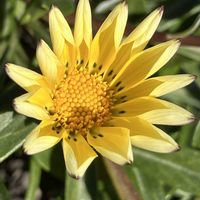 ウメ,ガザニア,シバザクラ,ヒヤシンスの画像