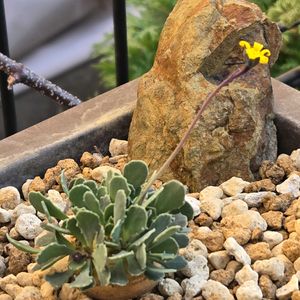 オトンナ・カカリオイデス,多肉植物,実生,種子から育てる,南アフリカ原産の画像