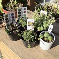 フェンウッド,センペルビウム,クラッスラ　ネモロサ,多肉植物,ユーフォルビアの画像