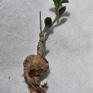 チレコドン エラフィアエ,塊根植物,実生,南アフリカ原産,チレコドン属の画像