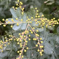 ミモザ,ミモザの画像