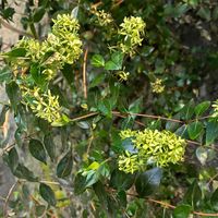 アベリアの画像