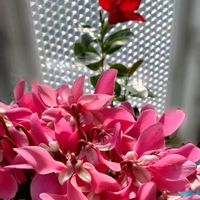 シクラメン,マンデビラ,エケベリアの画像