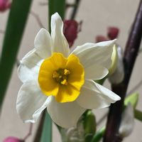 スイセン,マユミ,ユリの画像