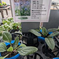 ボリジ,花のある暮らし, エディブルフラワー,花が好きな人と繋がりたい,花を撮るのが好きな人と繋がりたいの画像