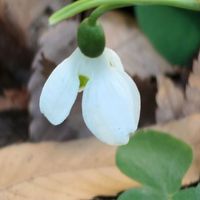 スノードロップ,春を感じる,マンションの花壇,白い貴婦人✨,2026百花魁の画像