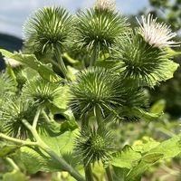 野菜,ゴボウ,多年草,キク科,根菜の画像