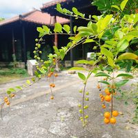 デュランタの画像