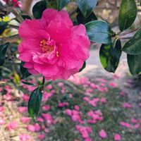 サザンカ,ススキ,モミジの画像