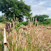 ケイトウ,ケイトウ（鶏頭）の画像