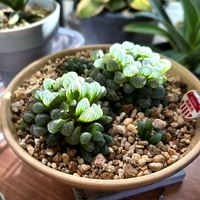 オブツーサ,ハオルチア オブツーサ,オブツーサ トゥルンカータの画像