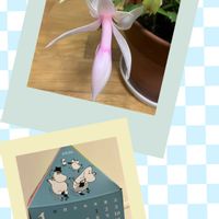 シャコバサボテン,リビング,花のある暮らし,お花に癒されて,癒されて〜の画像