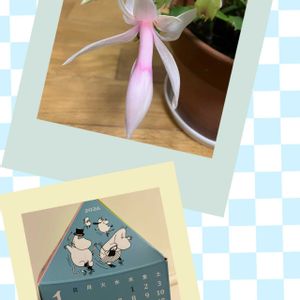 シャコバサボテン,リビング,花のある暮らし,お花に癒されて,癒されて〜の画像