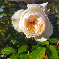 アロマティカス,バラ ボレロ,ボレロ,ユーフォルビア ダイヤモンドスノー,ガウラ リリポップ ピンクの画像