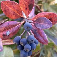 シャリンバイ,青い花マニア,チーム・ブルー,チーム岐阜,❄️冬にまけるな❄️の画像