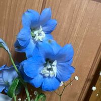 デルフィニウムの画像