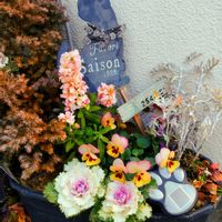 シロタエギク,シロタエギク,ストック,ストック,葉牡丹の画像