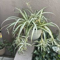 オリヅルラン,オリヅルラン,オリヅルラン 子株,ドルフィンネックレス,ドルフィンネックレスの花の画像