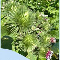 ゴボウ,ごぼうの花,ゴボウ畑,金魚,今日のお花の画像