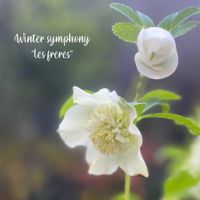 クリスマスローズ　ウインターシンフォニー,クリスマスローズ　レフレール,ナチュラルガーデン,ジャンクガーデン,シェードガーデンの画像