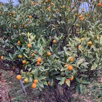 キク,キク,キンカン,キンカン,キンセンカの画像