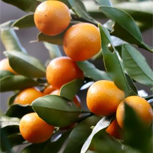 キンカン,キンカン,クチナシ,クチナシ,苔(コケ)の画像