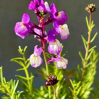 ゼラニウム,リナリア,サマーラッシュモニター,PR,良い一日を…の画像