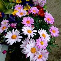 マーガレット,マーガレット,色変わりするお花,ピンクワールドへ ようこそ,素敵な日曜日を✨の画像