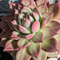 寄せ植え,多肉植物,葉挿し,リメ缶,多肉寄せ植えの画像