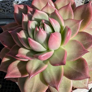 寄せ植え,多肉植物,葉挿し,リメ缶,多肉寄せ植えの画像