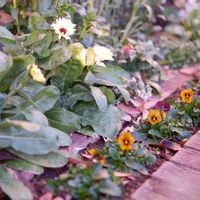 キンセンカ　スノープリンセス,ビオラソルベタイガーアイ,ブロッコリー よくばり,種まき中毒,GS映えの画像