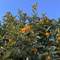 イチゴ,イチゴ,キンカン,ブルーサルビア,シモバシラ・霜の花の画像