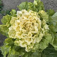 白菜,白菜 オレンジクイン,新あずま山東,白菜　ほまれ,白菜　無双の画像