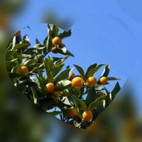 キンカン,今日のお花,人に優しく,お出かけ先の画像