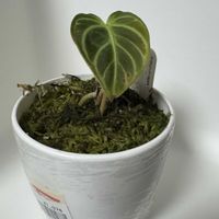 アンスリウム,アンスリウム レガレの画像