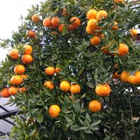 ミカン,ミカン,いつもの散歩道,お出かけ先の画像