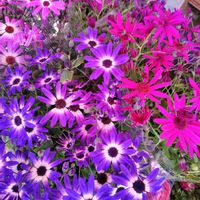 アネモネ,サイネリア,チーム・ブルー,チーム・ブルーNo.127,青い花でゆく年くる年'25-'26の画像