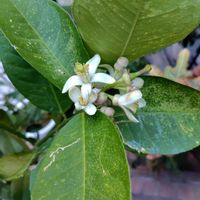 ミカン,東山植物園の画像