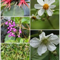 ムラサキシキブ,メヒルギ,オヒルギ,タチアワユキセンダングサ,リュウキュウバライチゴの画像
