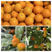 キンカン,コスモス,キンズ,ペディランサス大銀竜,バラ アンドレウィレムスの画像