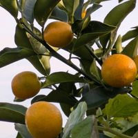 エリカ,エリカ,キンカン,キンカン,キンカンの画像