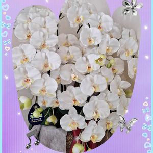 胡蝶蘭,ステキ☆,癒し…♡,か〜わい〜,コラージュ仲間達の画像