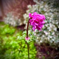 アネモネ,美しい,花のある暮らし,幸せな時間,カナダの冬の画像