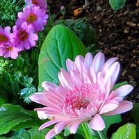 ガーベラ,キンカン,クリスマスローズ,ケイトウ,皇帝ダリアの画像