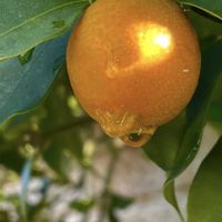 キンカン,レモン,ダイダイ,ザボン,デコポン (不知火)の画像