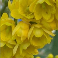 ヒイラギナンテン,ヒイラギナンテン,平和を願う,幸せの黄色いお花,頑張ろう日本❣️の画像