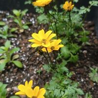 ネモフィラ,ネモフィラ,ビオラ,ビオラ,八重咲きカリブラコア ダブルミルクレープの画像